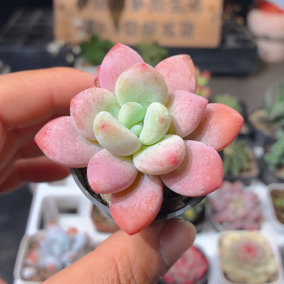 洛神多肉9.9包邮发货