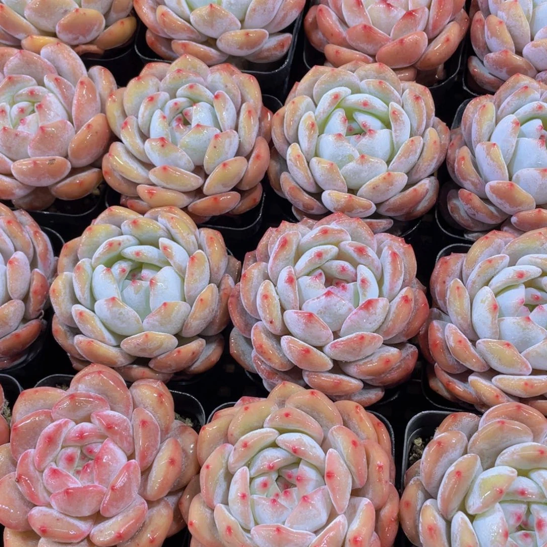 量拍140号 韩版橙梦露大单头一个