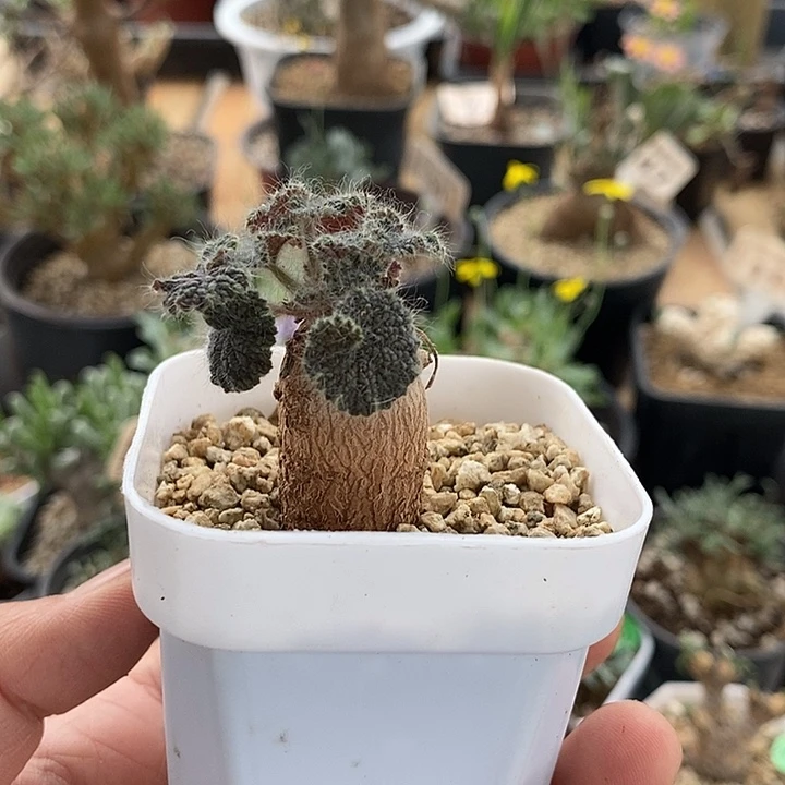 818圆叶洋葵一一一一