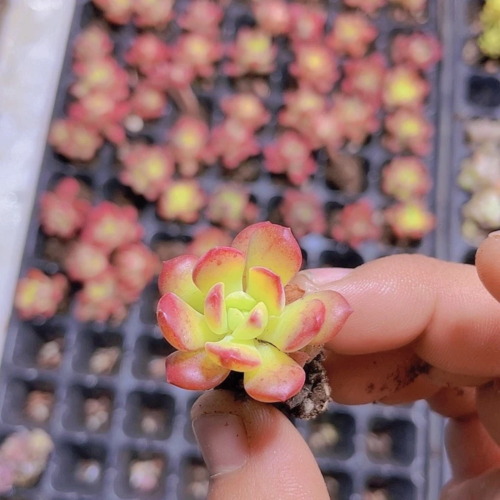 小叮当锦【满10颗包邮】