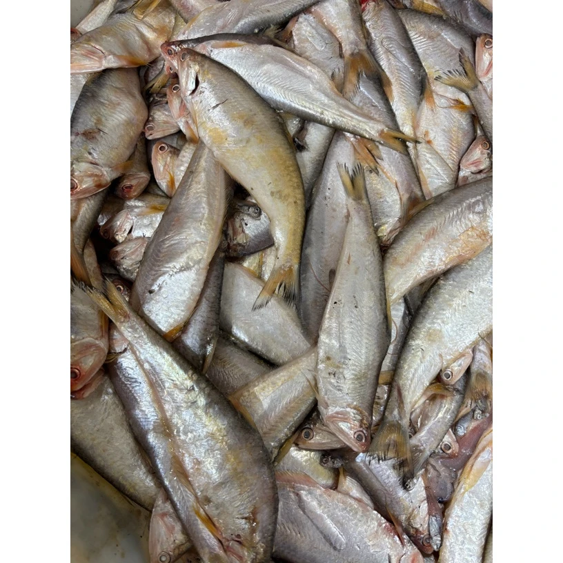 （嫌小勿拍）青岛野生小毛扣鱼5斤，包邮顺丰