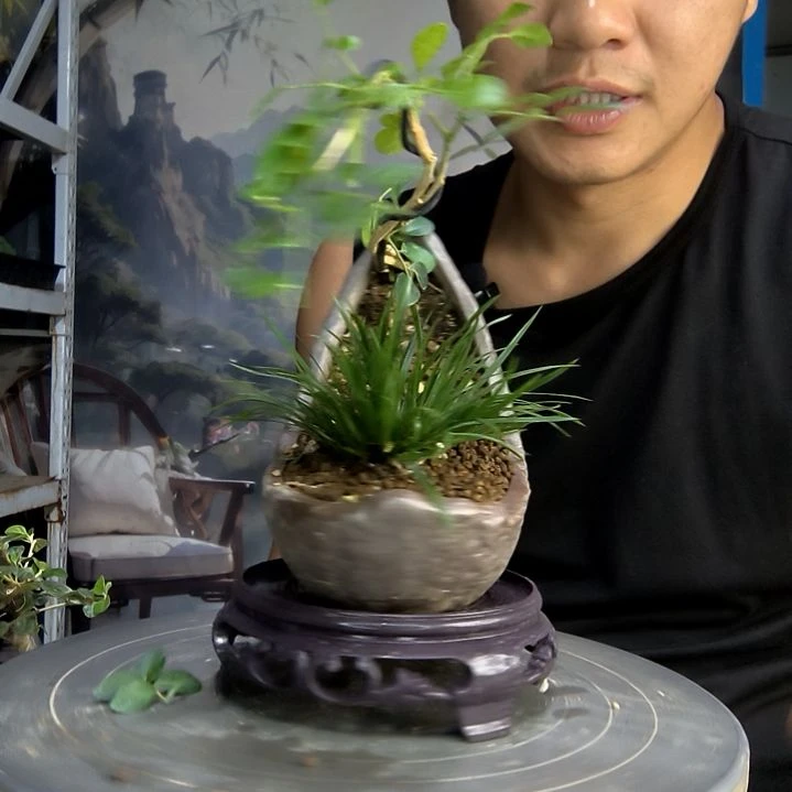 良*中青园艺一物一拍254