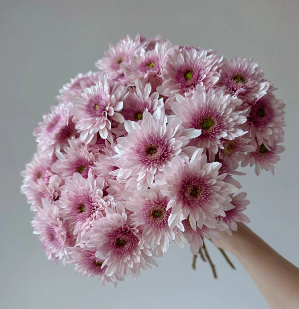 【波多利粉小雏菊AK】10枝波多利粉小雏菊   | 满两单鲜花包邮