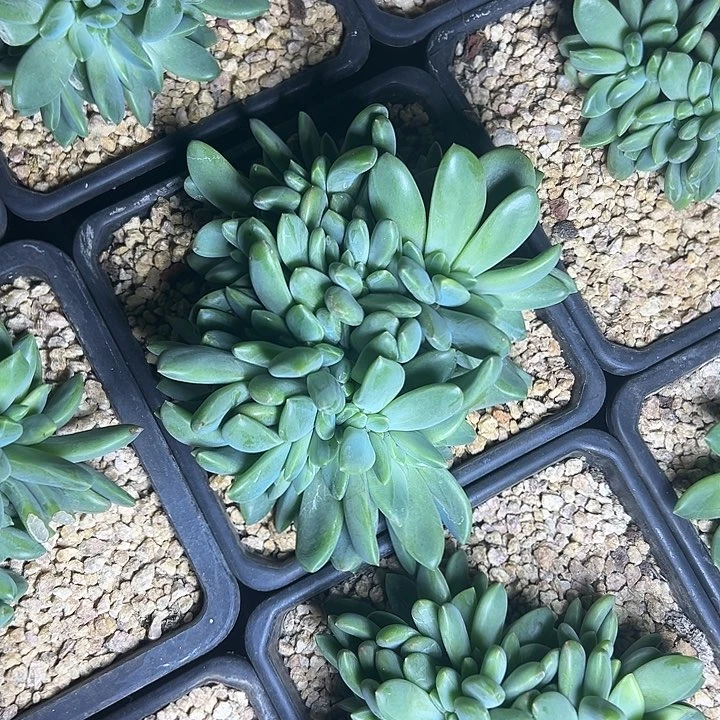 海洋之歌群生缀化多肉