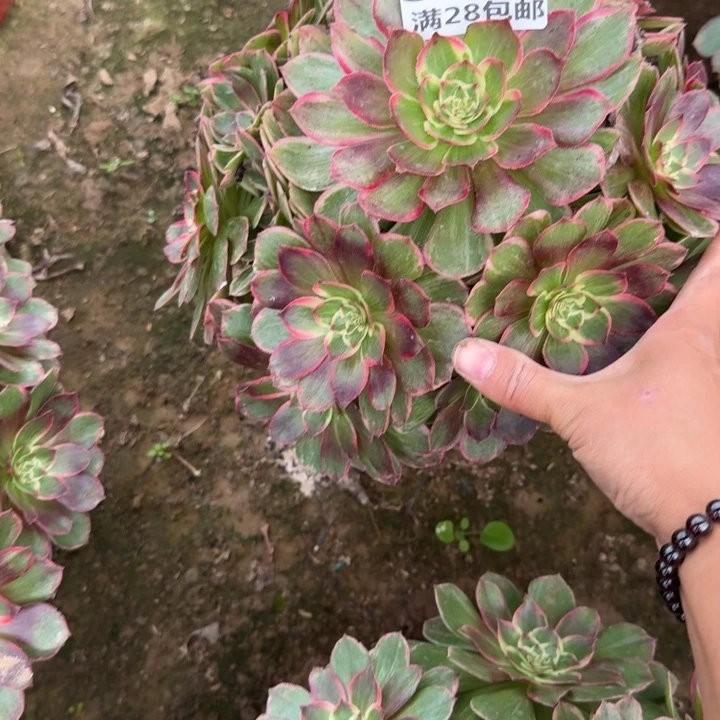 8835二号棚莲花座A