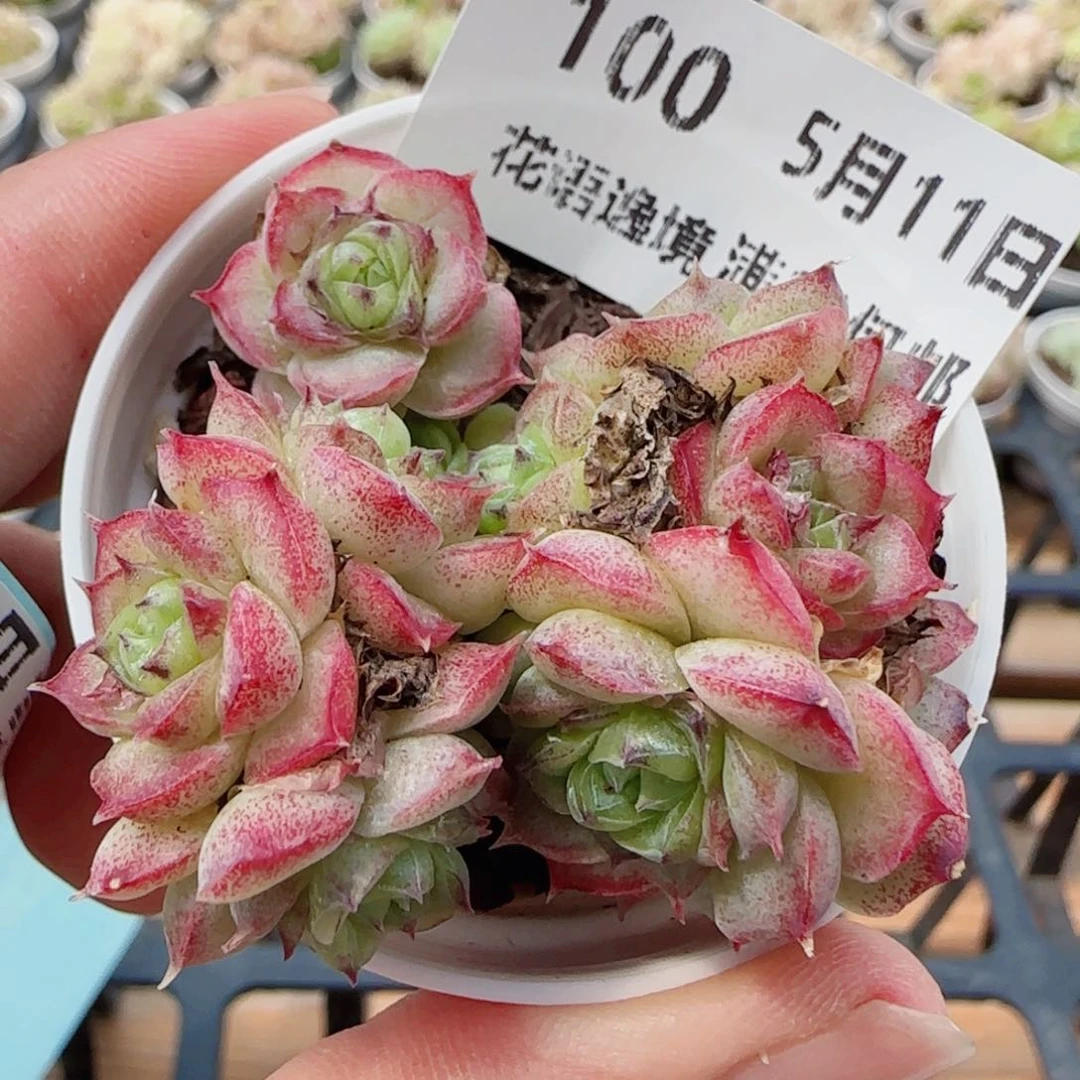 花语逸镜0511-100散