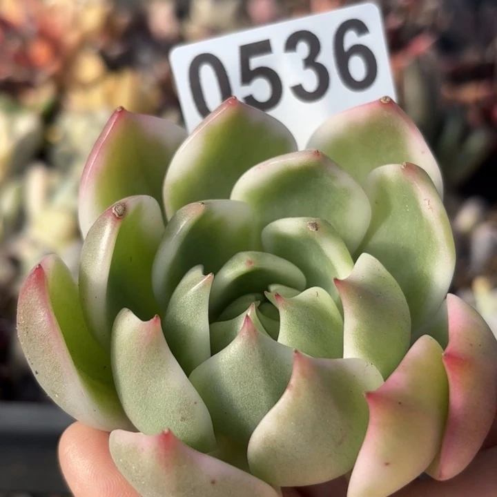 多肉植物头盖锦满18包邮当场凑单