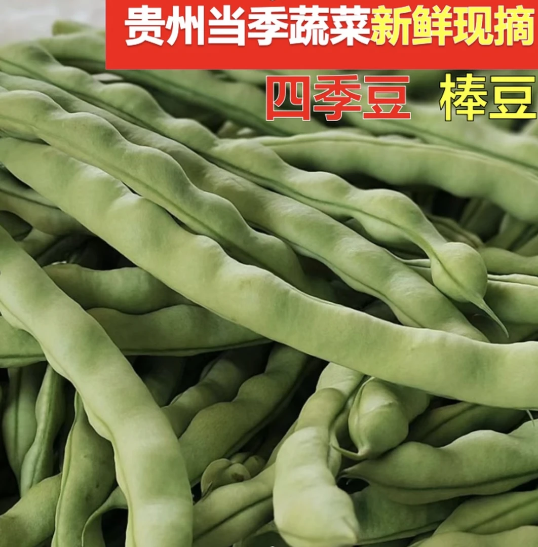贵州高山农家自种新鲜四季豆 棒豆 现摘应季四季豆
