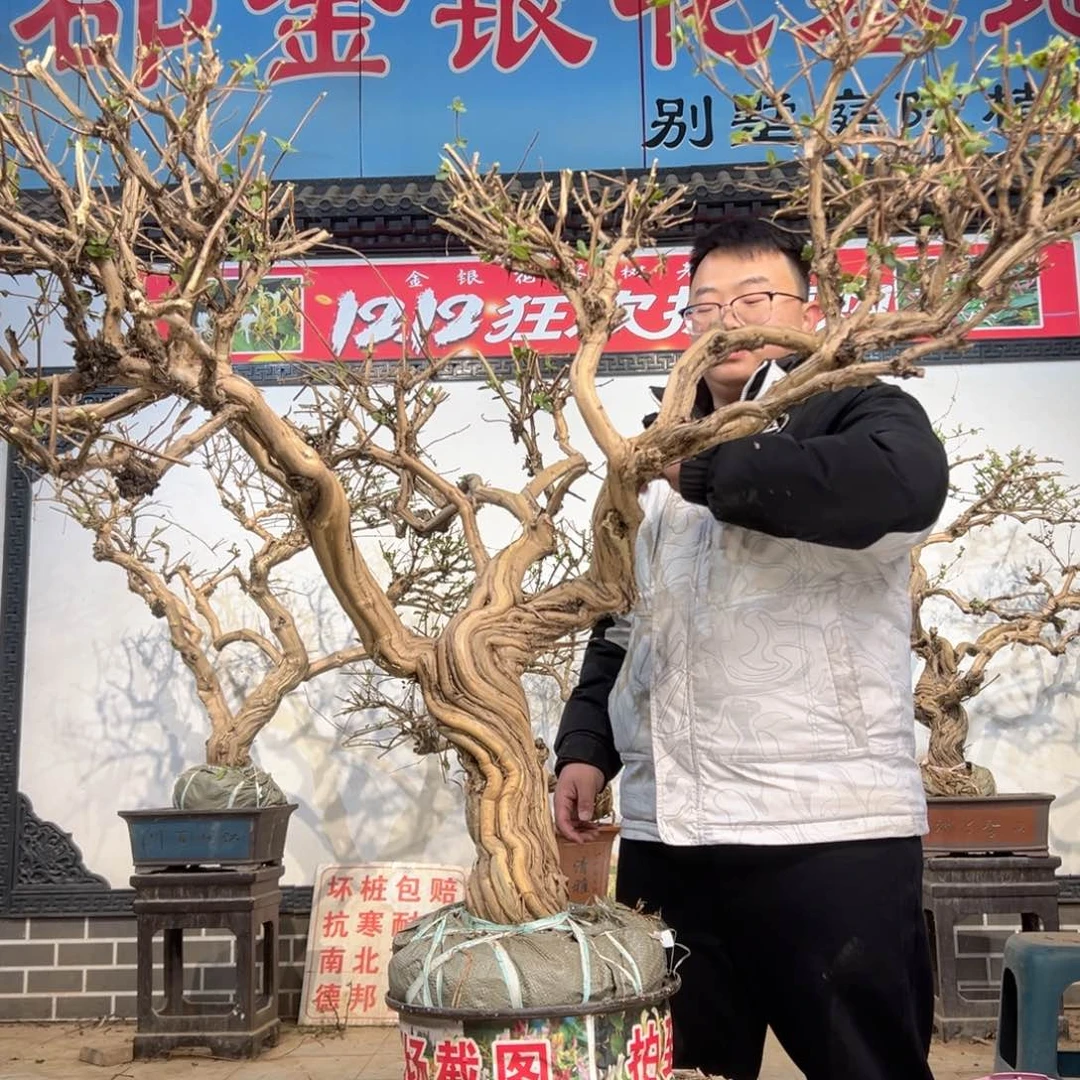 g***哥无花朵金银花55555555555555