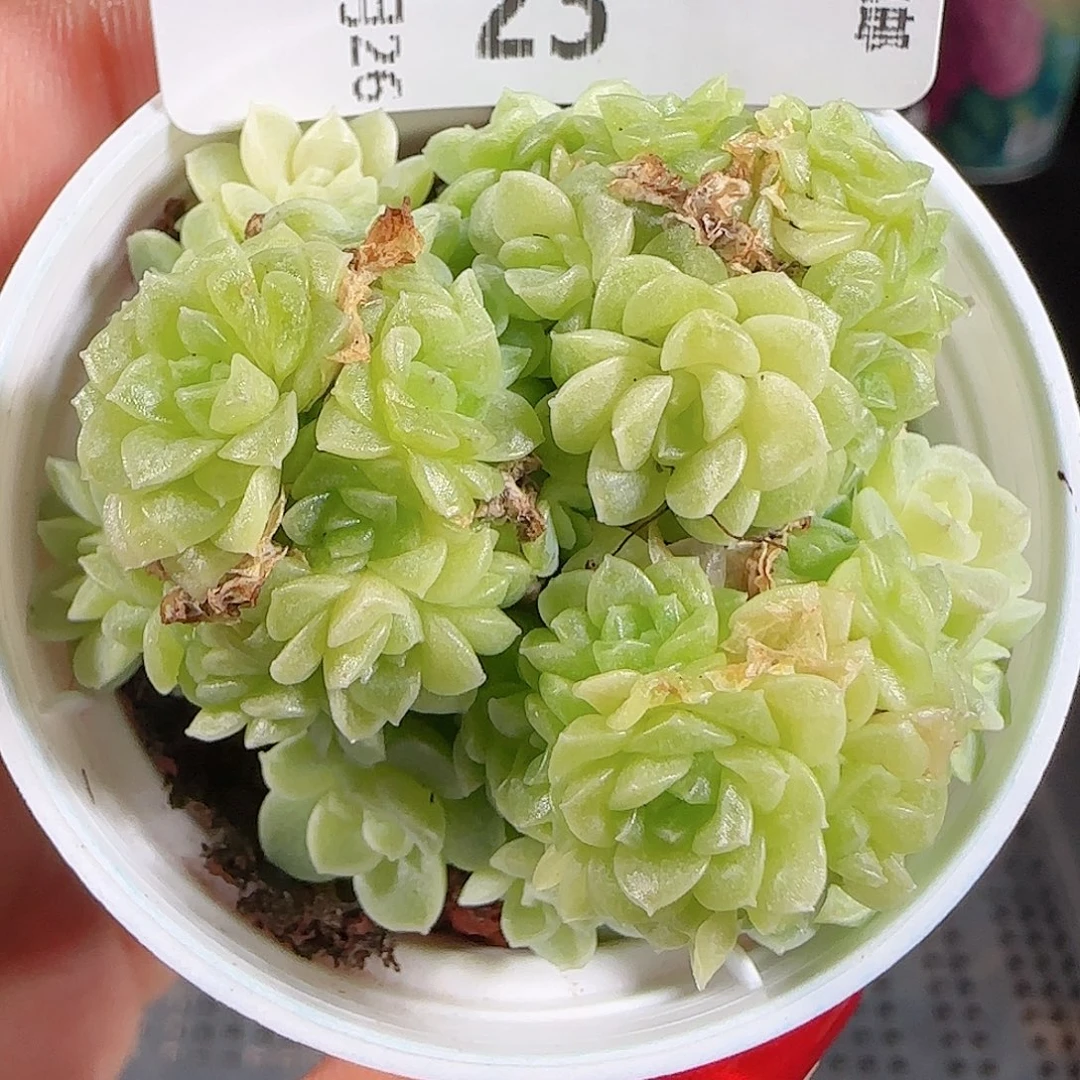 1026-23麦秆优选不包整