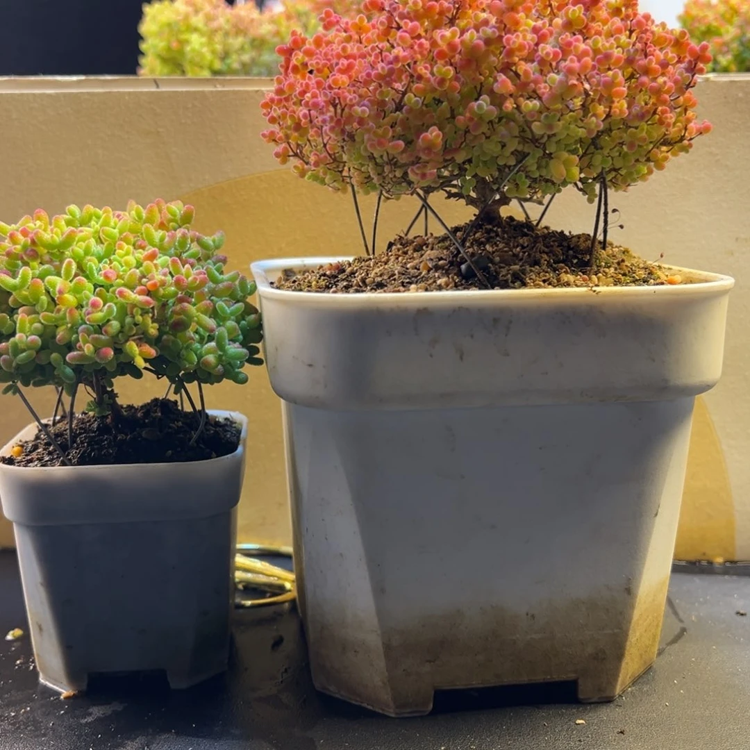 枝干 枝干 枝干 枝干