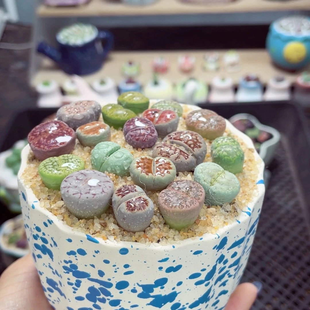 成品带盆土发货w9311