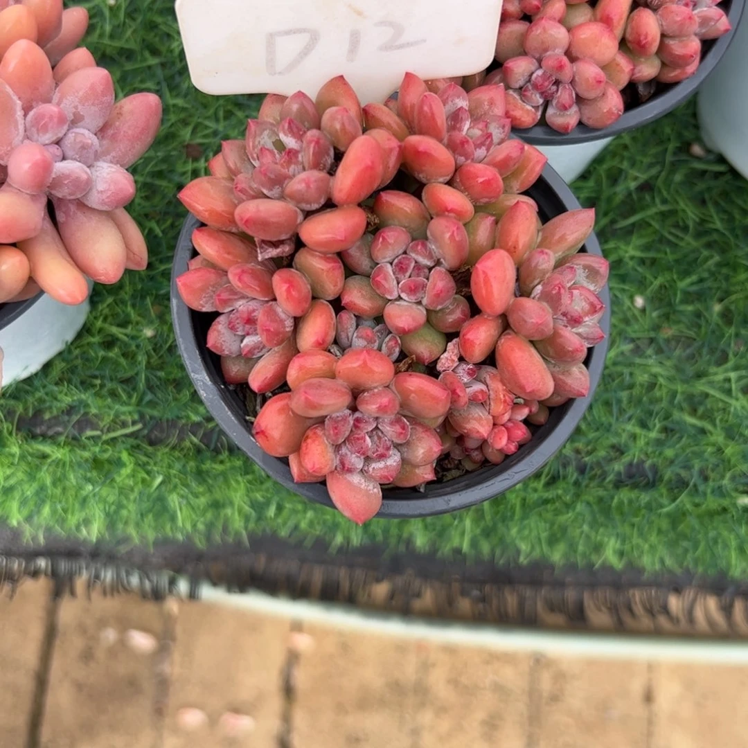 香水美人多肉植物