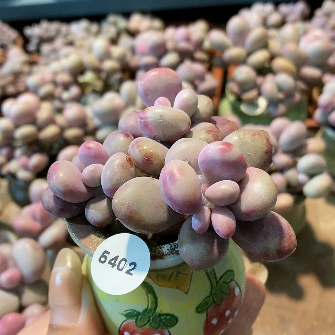 5402腮红腰子蛋带盆土