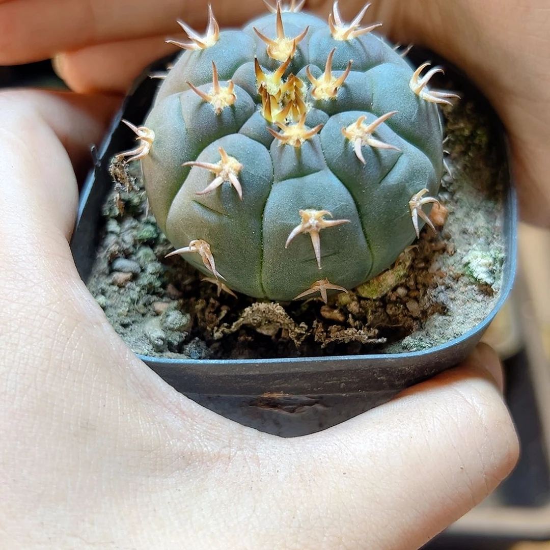 实生猫爪4.3公分1颗