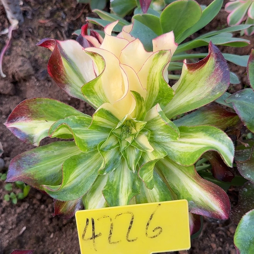 4226-+七彩魅影多头