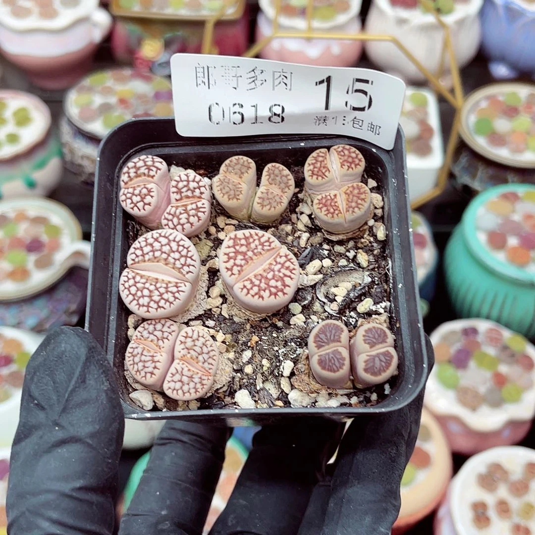 郎哥18包邮0618-15