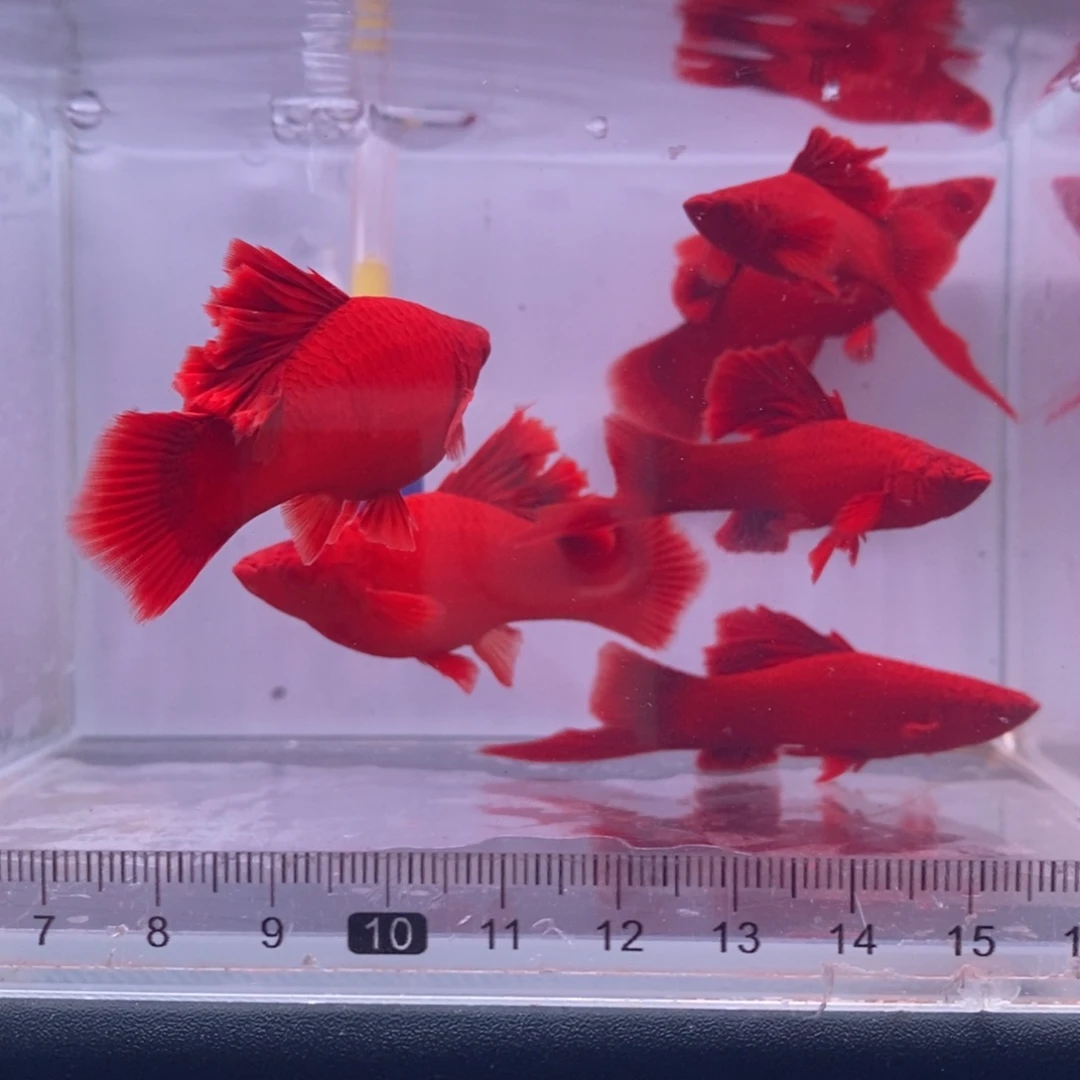 红剑鱼高鳍红剑成鱼3对