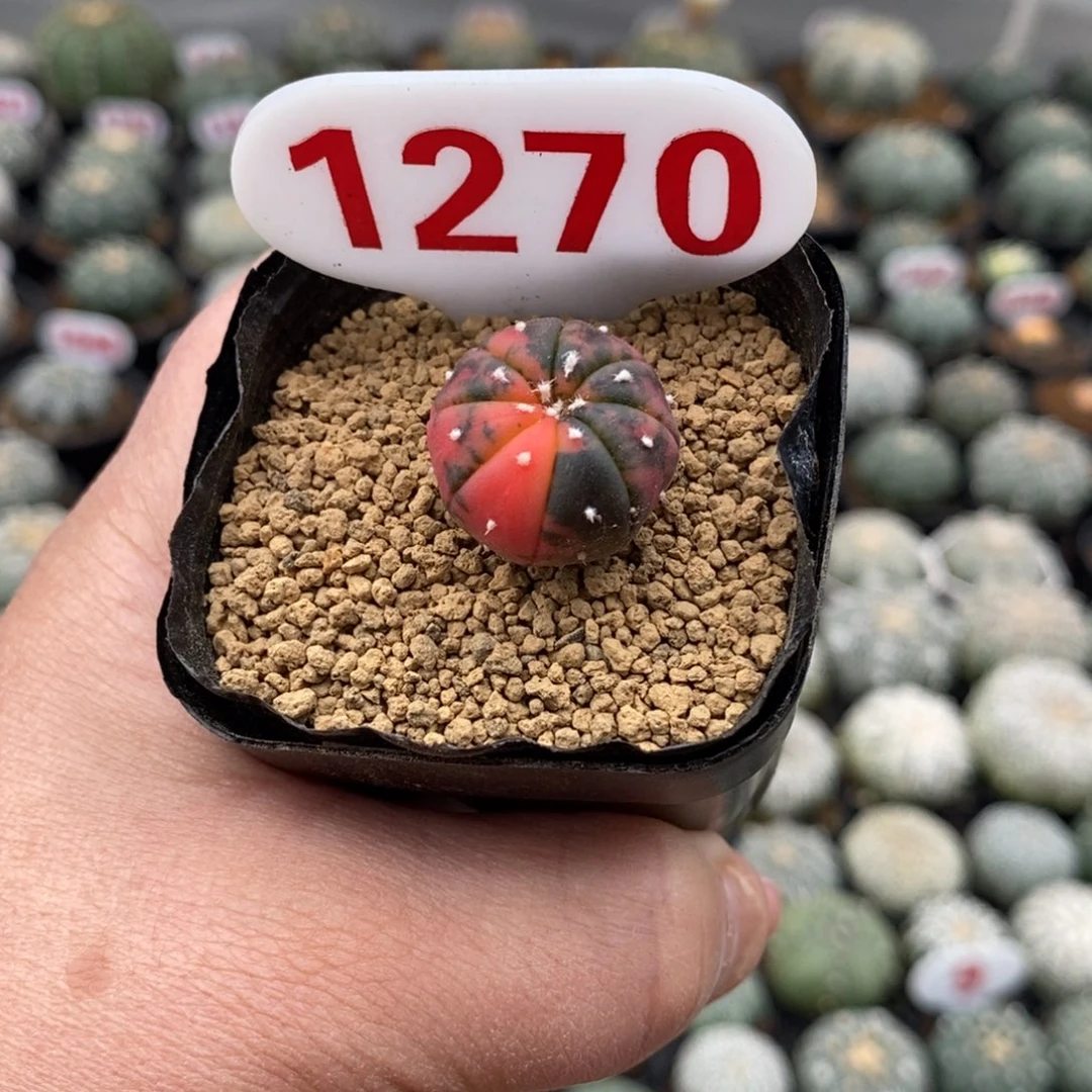 1270兜锦福利多多