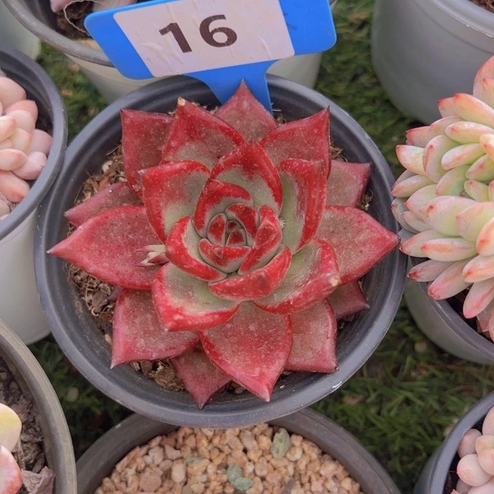 健健康康平平安安