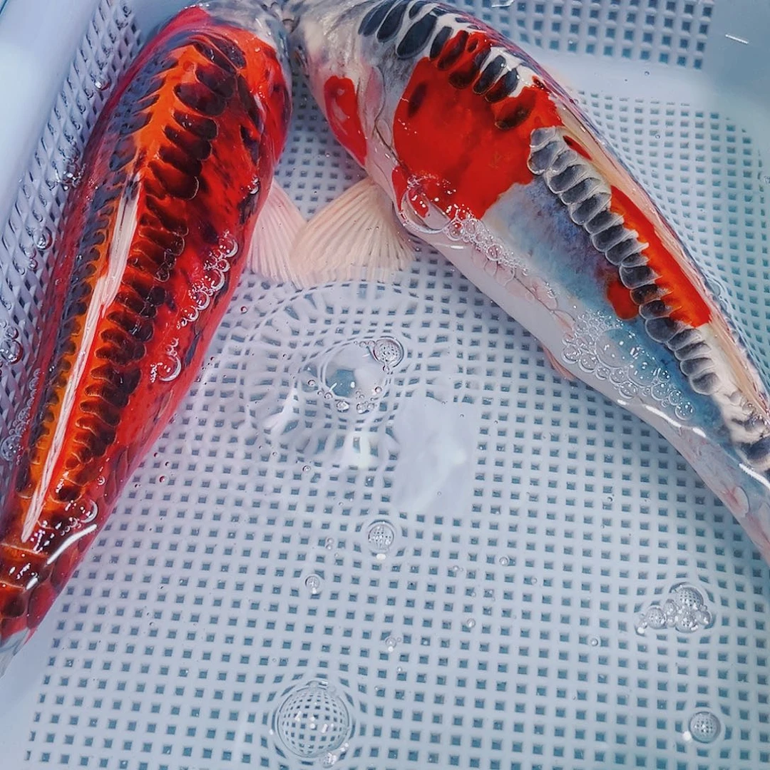 锦鲤锦鲤冷水观赏149