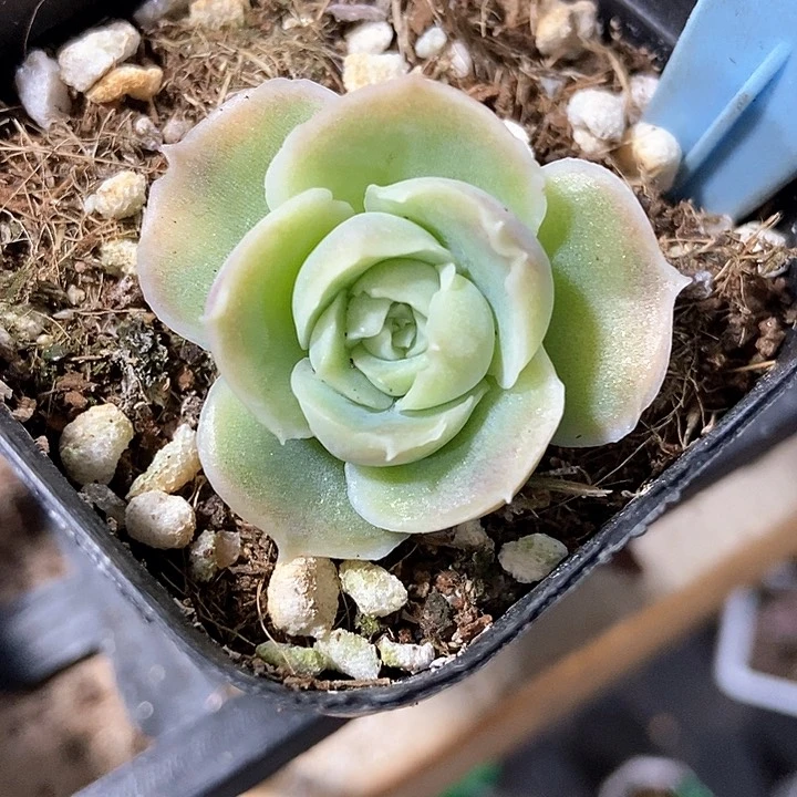 多肉植物虾饺511
