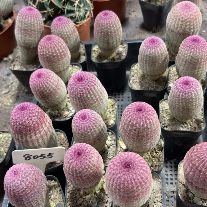 实生红太阳好养皮实