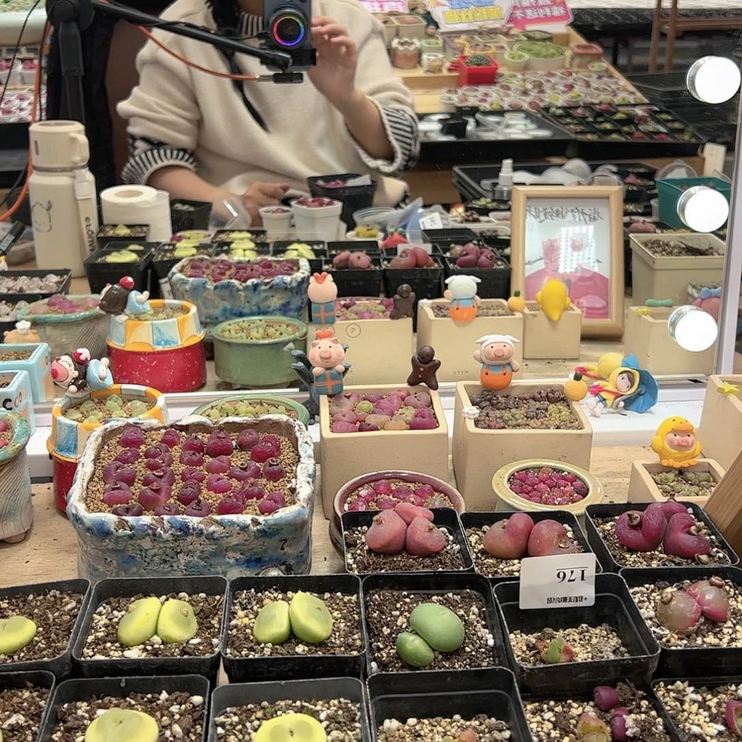 【闪购商品】利****）200元盒子+泥1