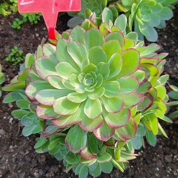 2-97万花筒多肉法师