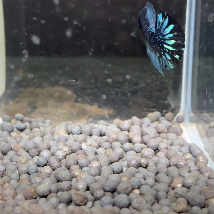 斗鱼泰国斗鱼212号