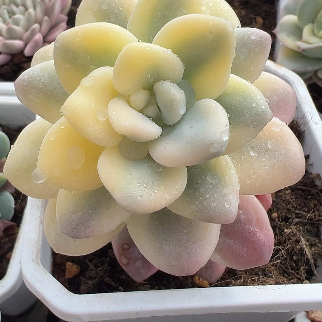 洛神锦，多肉植物