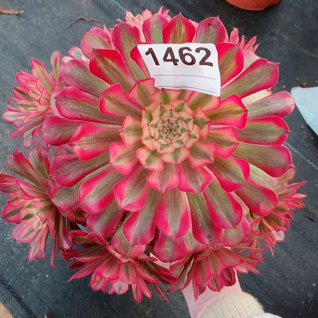 红陶1462红铜白3多肉