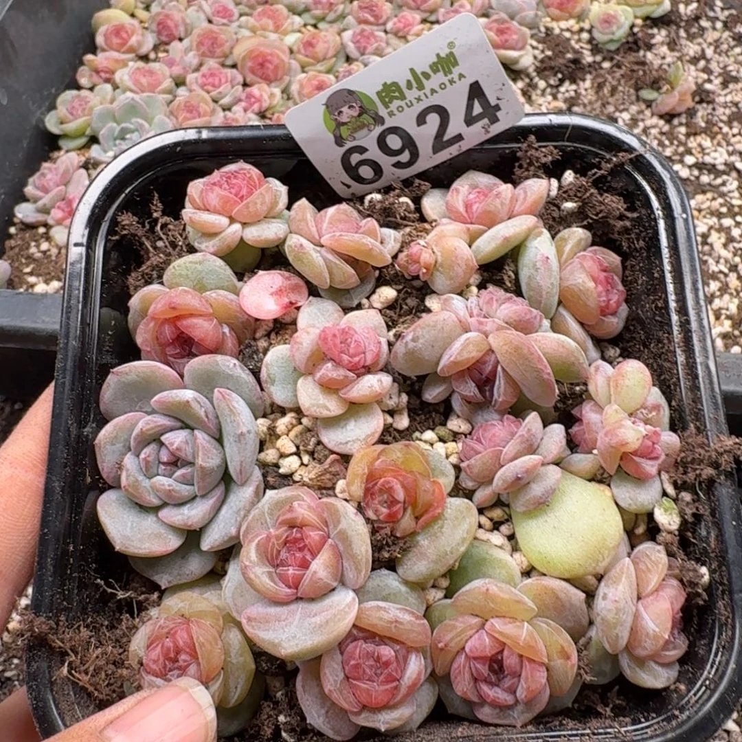 昙***花多肉植物多肉植物