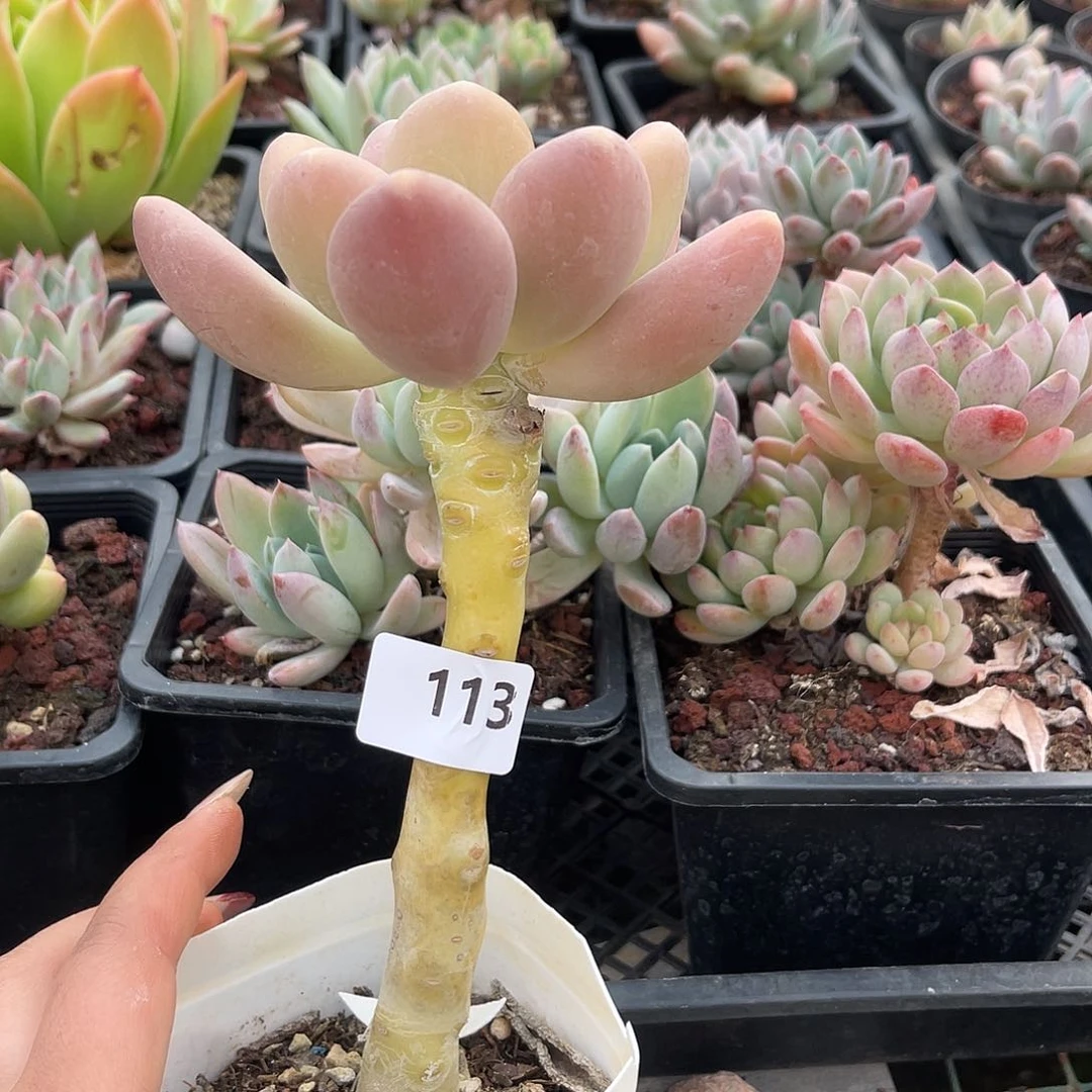 奶油芒果。   113。 111111111