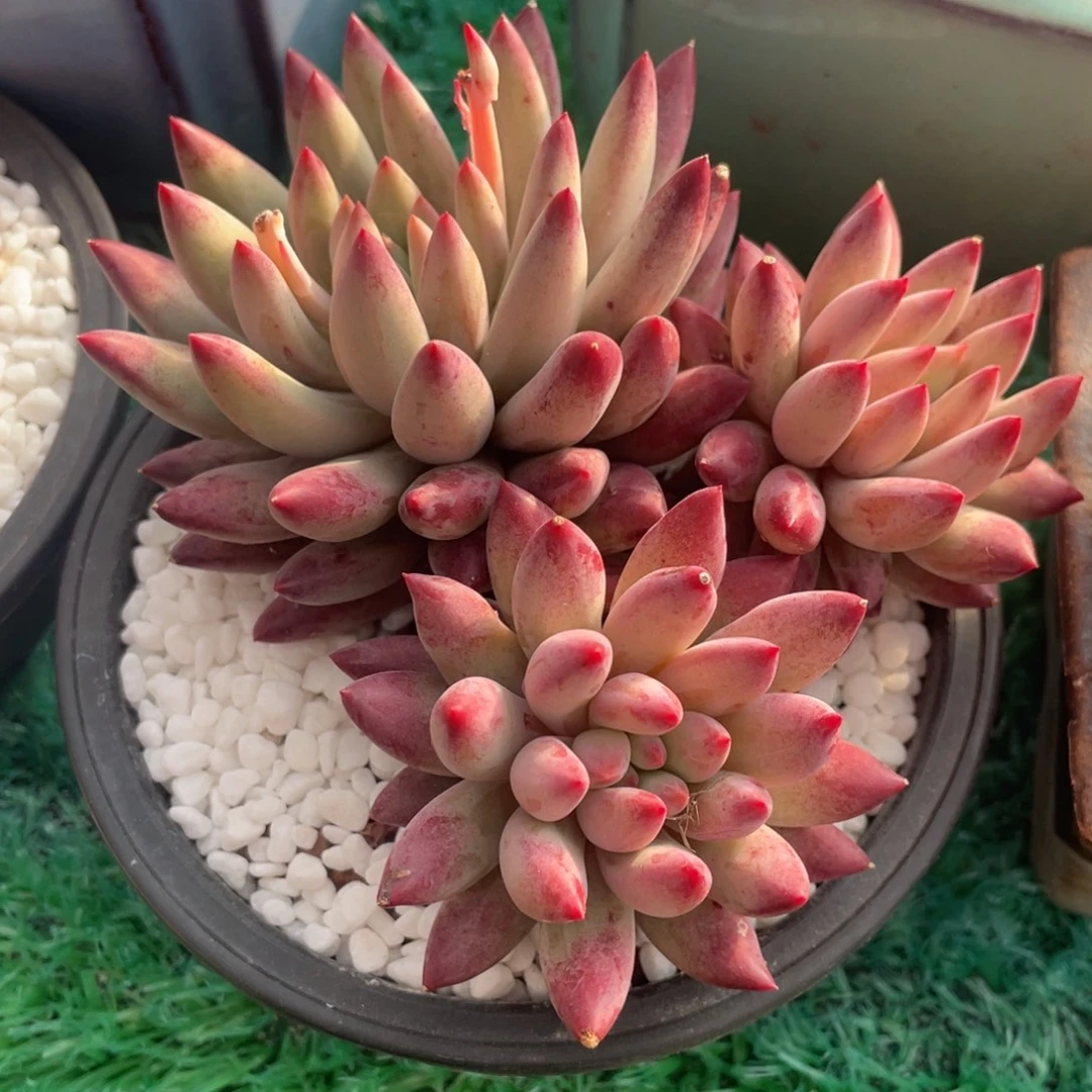 虞美人多肉植物盆栽