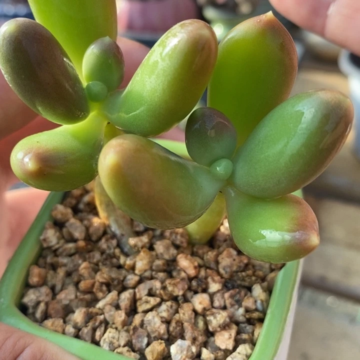 434号金蝉锦啊啊啊啊啊啊啊啊啊啊