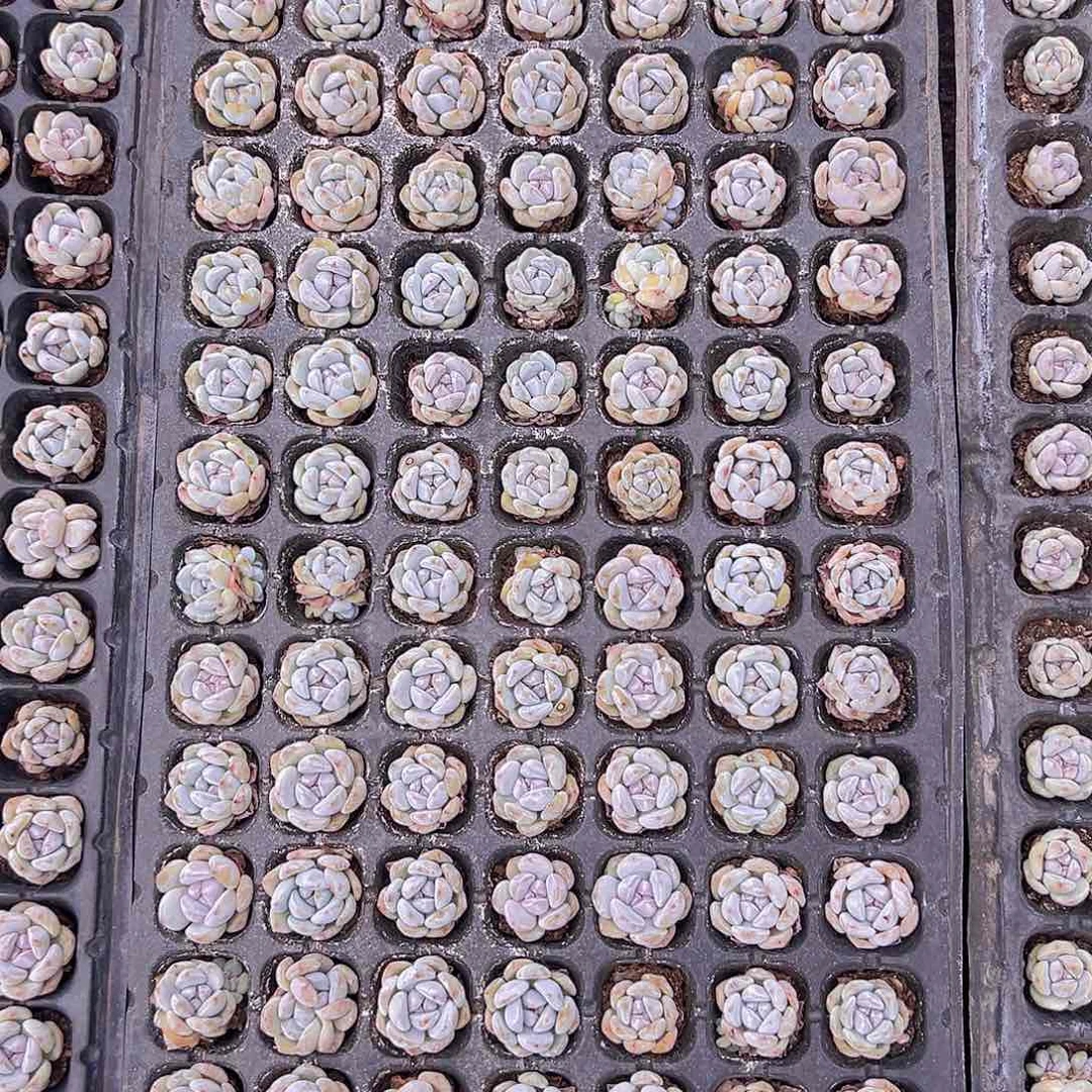 105颗全单头优选橙梦露！！