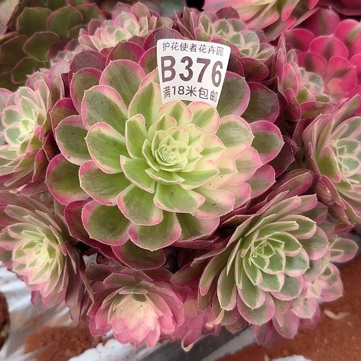 多肉法师恐怕我惊