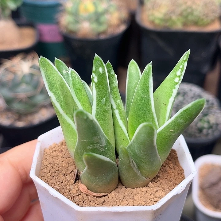 无花朵2颗白折瑞鹤