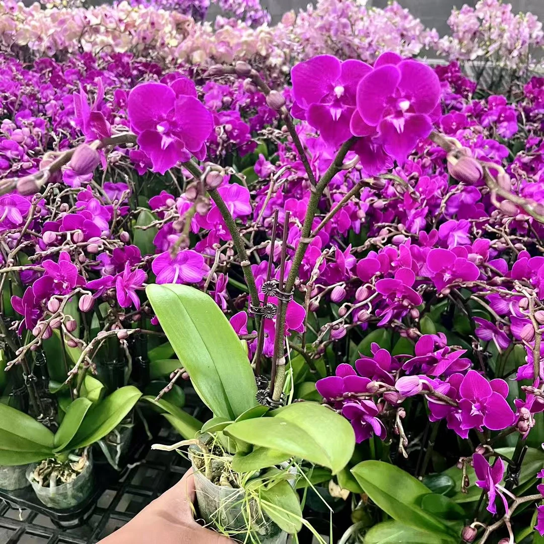 蝴蝶兰【茱莉亚】 双花剑 花色鲜艳   喜庆 广州基地直发