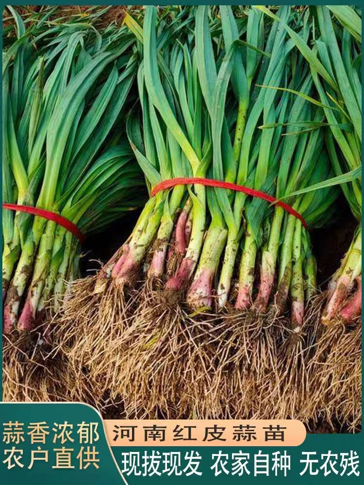 红皮大蒜苗 新鲜蒜苗 紫皮蒜苗 农家自种带泥3/5斤