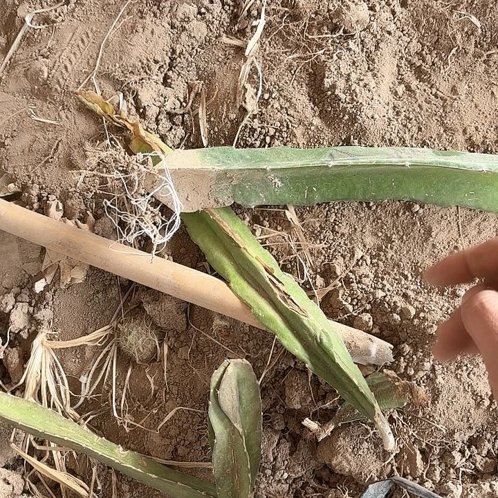 火龙果20公分左右瘦无售后