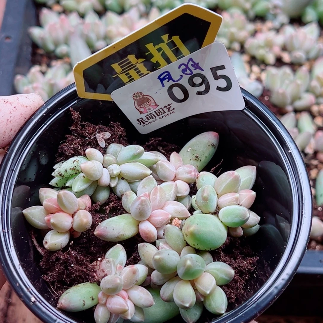 多肉植物多肉植物