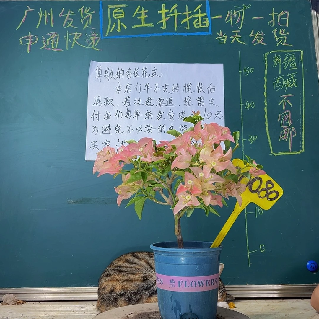 当前无花栽培后可以开花 福利 卡亚塔  06080
