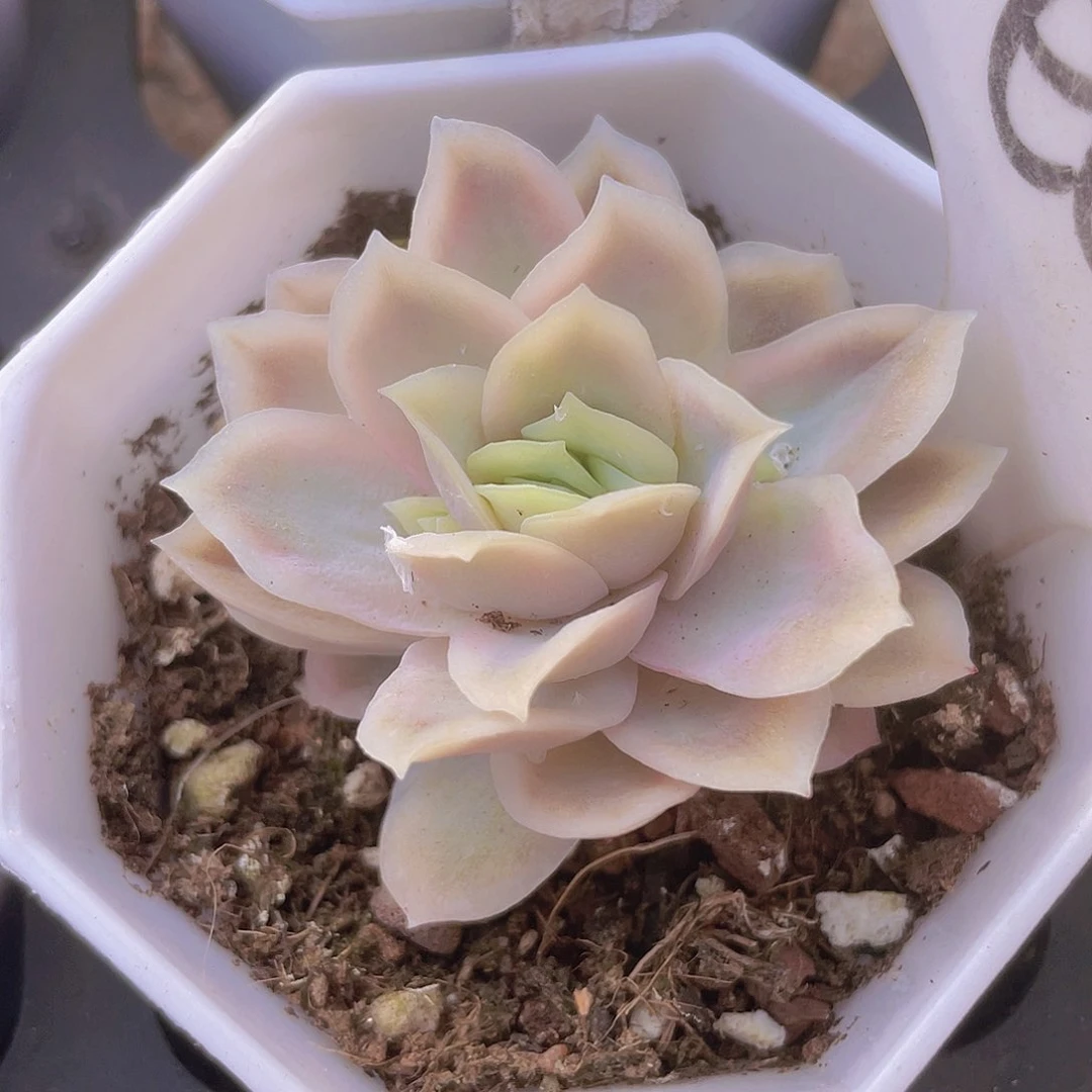 冰片女王玫瑰锦e075一物一拍