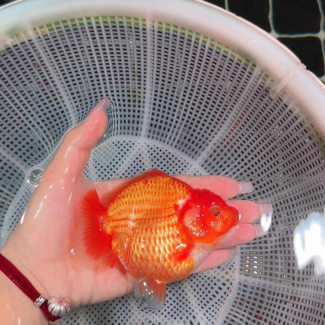 金鱼亚成红白短尾将军狮子