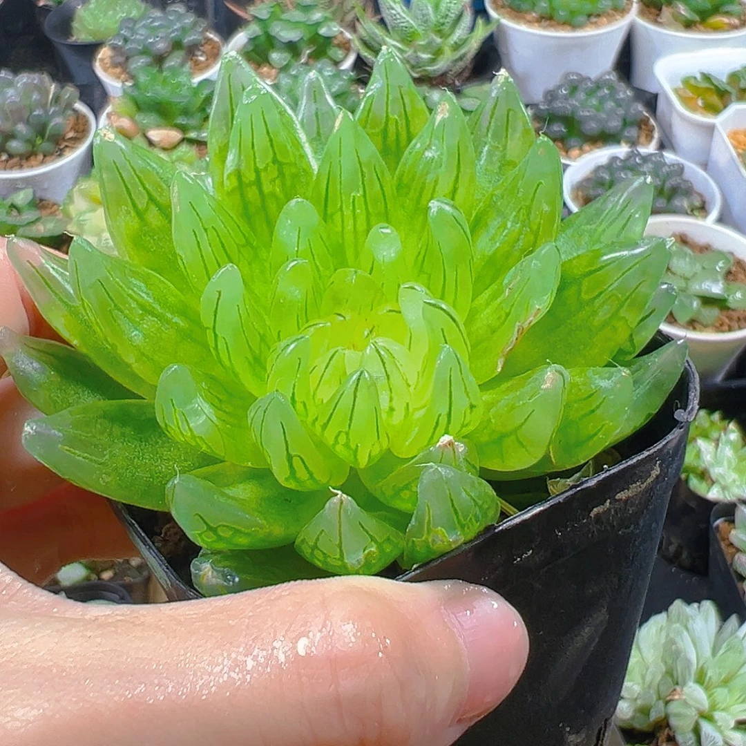 樱变女神玉露多肉多肉