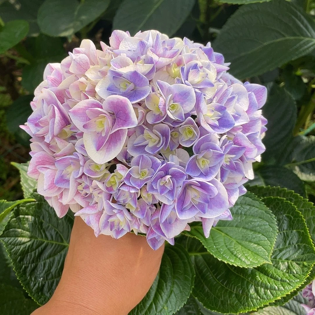 绣球切花一物一拍3枝起包邮,106