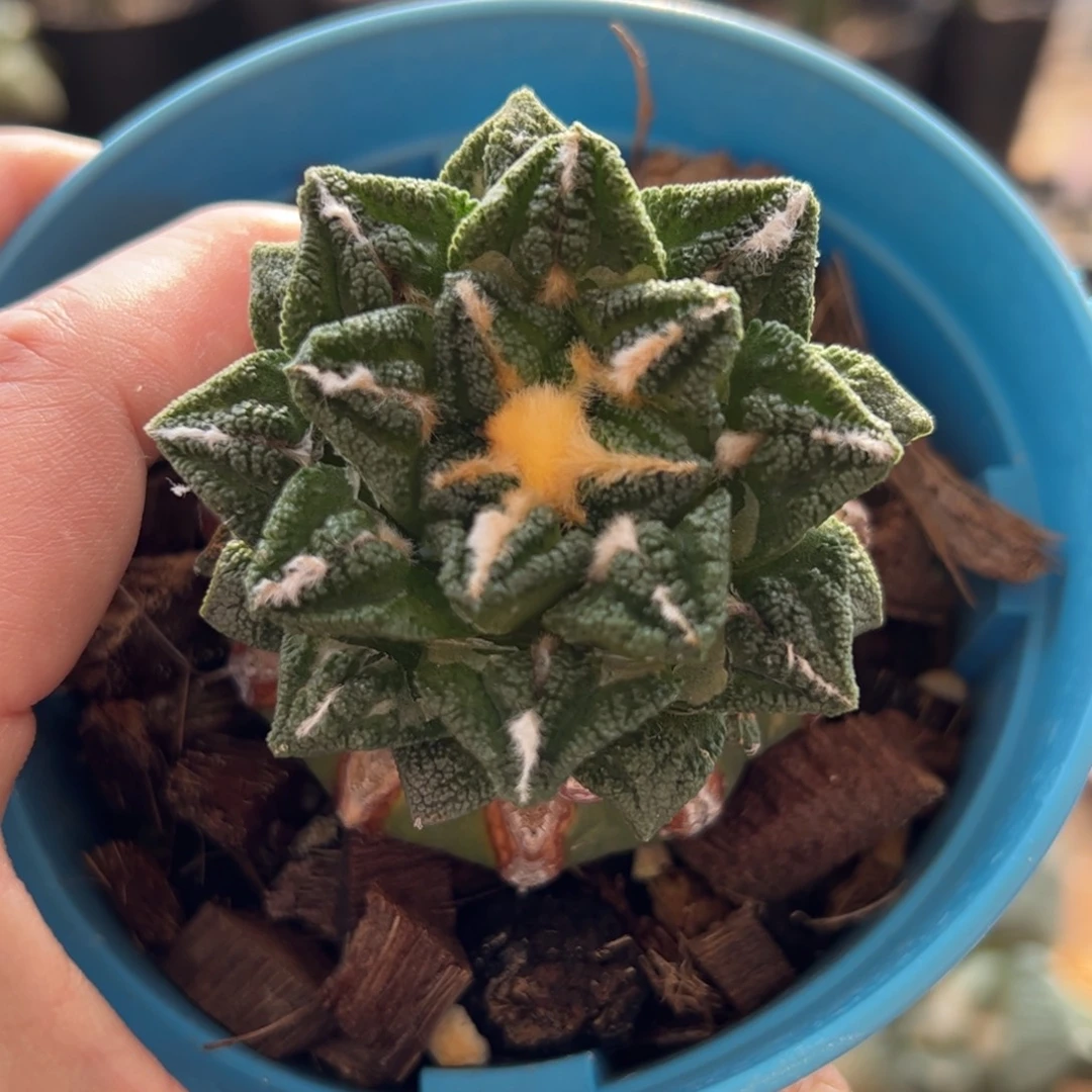 无花朵653球接辛顿6.1cm