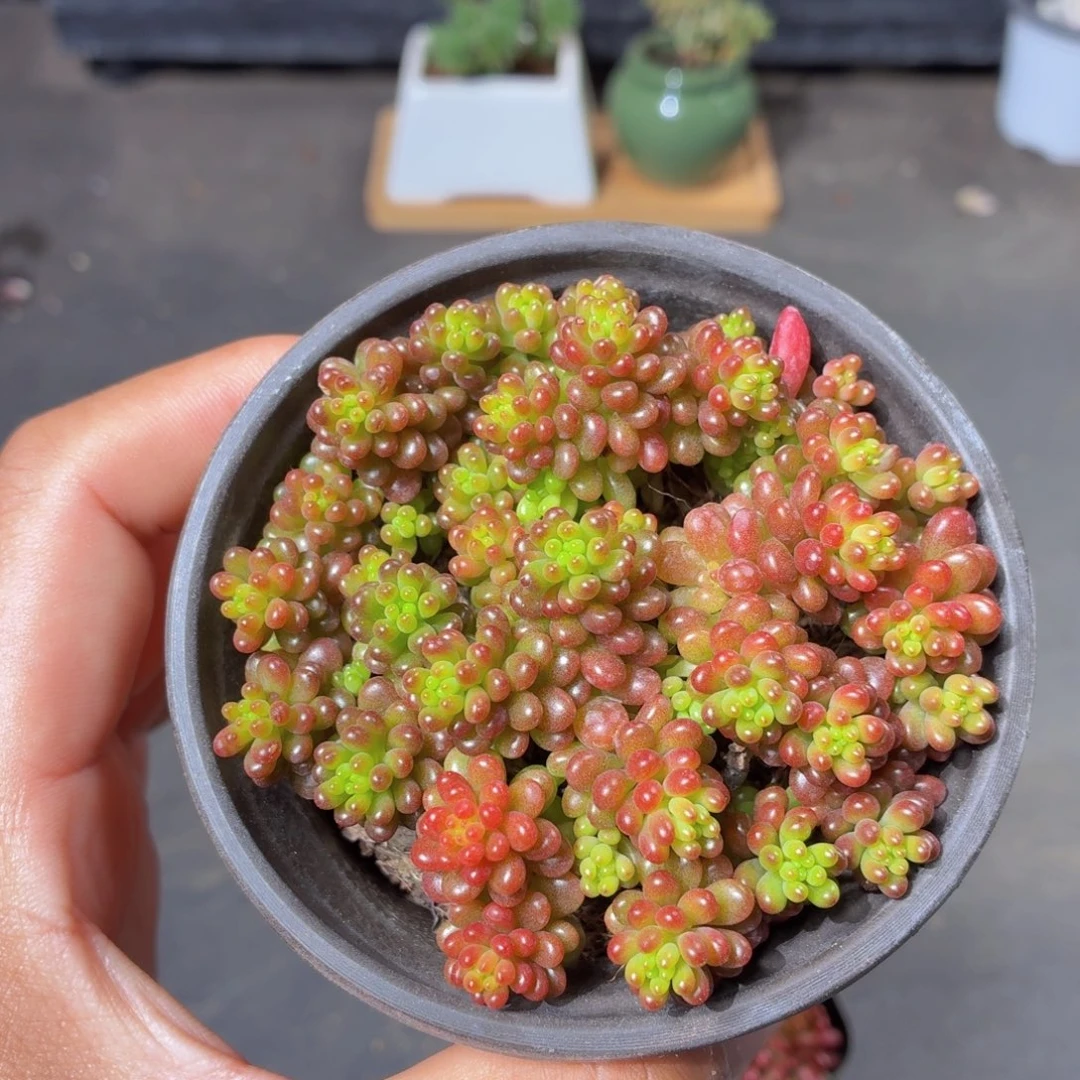 浆果多肉9.9包邮发货